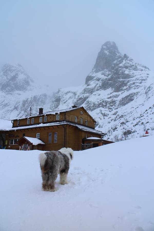 Chata pri Zelenom plese Brnčálka hut and Old English Sheepdog in Zelene pleso valley in High Tatras